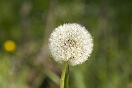 达当量种子家庭植物学草本植物杂草叶子孢子生长脆弱性植物图片