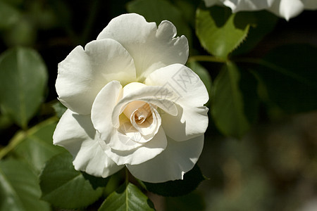 白玫瑰花植物群植物花瓣雌蕊白色花束树叶花店白花图片