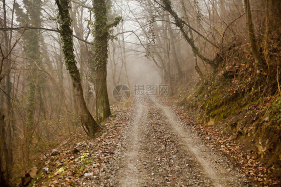 木柴中的道路树林松树太阳薄雾针叶季节晴天公园日光云杉图片