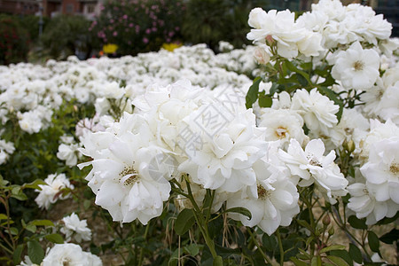 白玫瑰花花束树叶白花花瓣植物群花店白色雌蕊植物图片