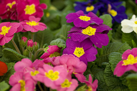 纯质花店芦荟粉色花瓣植物树叶花束玫瑰紫红色雌蕊图片