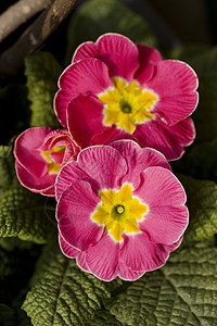 纯质紫红色雌蕊花瓣树叶玫瑰芦荟植物花束粉色花店图片