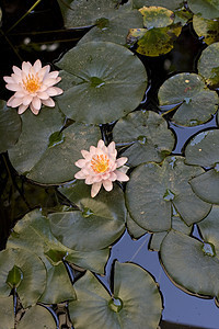 Nymphaea Lilly水睡莲叶子动物太阳沼泽百合水陆生境植物群宏观图片