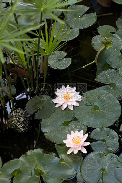 Nymphaea Lilly水沼泽睡莲淡水动物植物群生境环境宏观池塘若虫图片