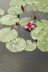 Nymphaea Lilly水青蛙太阳若虫环境忍者水陆宏观植物叶子淡水图片