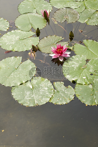 Nymphaea Lilly水青蛙太阳若虫环境忍者水陆宏观植物叶子淡水图片