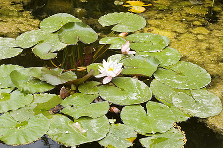 Nymphaea Lilly水叶子忍者太阳沼泽百合宏观动物淡水牧歌青蛙图片