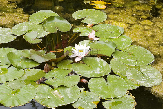 Nymphaea Lilly水叶子忍者太阳沼泽百合宏观动物淡水牧歌青蛙图片