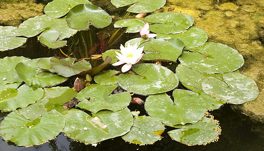 Nymphaea Lilly水牧歌若虫沼泽淡水忍者青蛙环境睡莲宏观太阳图片