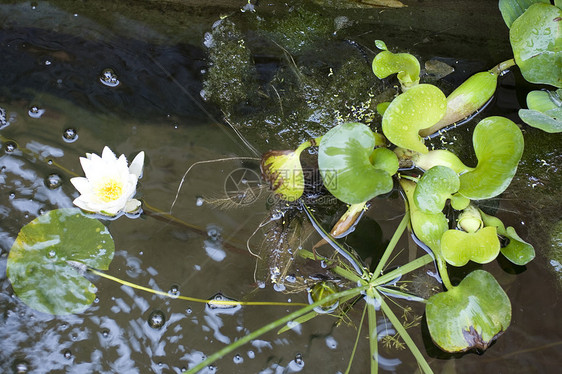 Nymphaea Lilly水忍者睡莲淡水青蛙若虫池塘沼泽动物牧歌植物图片