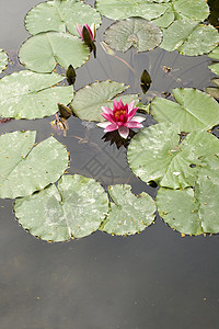 Nymphaea Lilly水淡水睡莲太阳水陆宏观牧歌植物动物池塘若虫图片