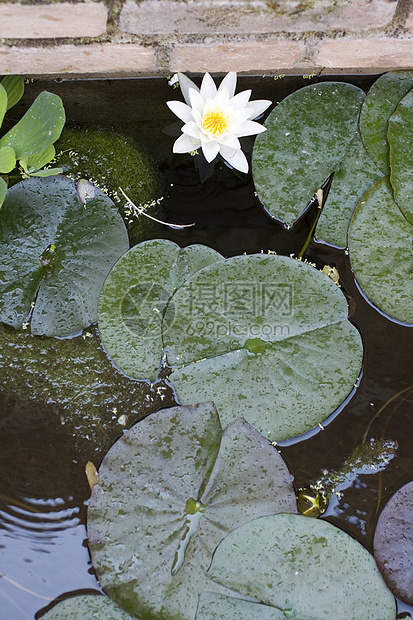 Nymphaea Lilly水生境百合太阳淡水环境水陆睡莲沼泽若虫池塘图片