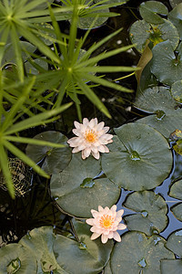 Nymphaea Lilly水池塘宏观若虫青蛙忍者生境动物沼泽淡水牧歌图片