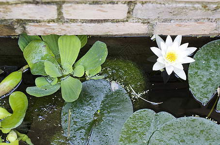 Nymphaea Lilly水宏观百合生境池塘植物群忍者牧歌沼泽水陆叶子图片