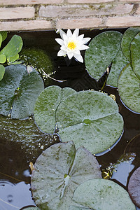 Nymphaea Lilly水沼泽叶子牧歌百合水陆忍者睡莲池塘生境青蛙图片