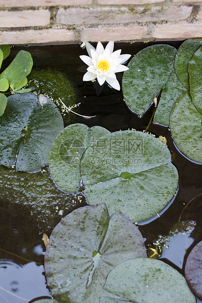 Nymphaea Lilly水沼泽叶子牧歌百合水陆忍者睡莲池塘生境青蛙图片