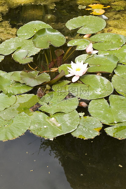 Nymphaea Lilly水忍者水陆池塘叶子睡莲植物群百合牧歌淡水动物图片