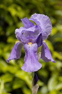 紫虹紫色植物花瓣花店植物群树叶雌蕊花束图片