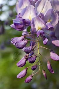 Wisteria工厂植物群花店花瓣树叶雌蕊花束植物图片