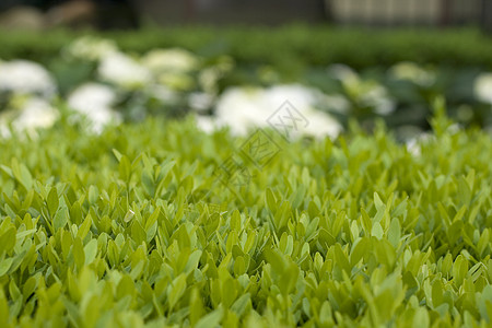 顶花园树篱花园花朵绿色植物园艺白色绿地背景图片