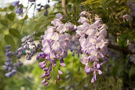 Wisteria工厂花束雌蕊植物树叶花瓣花店植物群图片