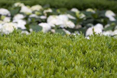 顶花园花园花朵绿色园艺树篱白色植物绿地图片