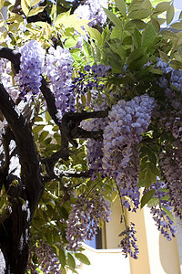 Wisteria工厂植物树叶花束花瓣植物群花店雌蕊图片