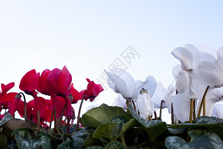 烟花花店雌蕊花瓣红色紫红色仙客植物群白色花束树叶图片