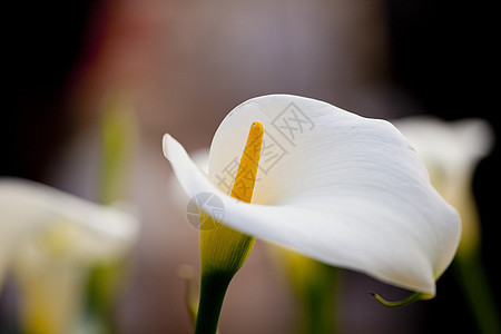 白调白色植物群树叶花束雌蕊花瓣植物花店图片