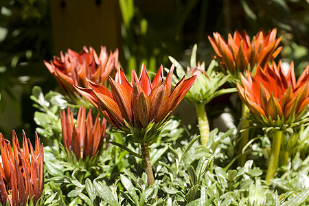 红花花植物花店雌蕊花束花瓣植物群树叶图片
