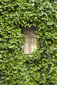 常春藤和窗户爬行者高度植物晴天双胞胎住宅建筑阳光树叶房子图片