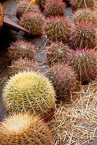 仙地荒野山脉热带沙漠植被异国叶子植物群花园植物图片