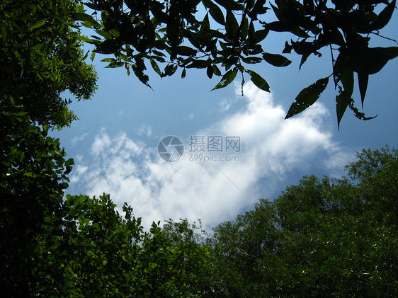 蓝色的天空和树木叶子框架空气阳光地平线天堂全景旅行天气航班图片