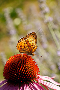 花上的蝴蝶中医师季节免疫系统草本植物翅膀雏菊花园昆虫康复图片
