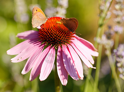 花上的蝴蝶雏菊免疫系统翅膀昆虫植物康复花瓣季节草本中医师图片