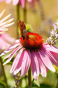 花上的蝴蝶免疫系统植物花瓣翅膀雏菊昆虫花园季节康复中医师图片