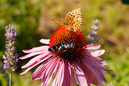 花上的蝴蝶中医师雏菊康复草本花园昆虫植物免疫系统季节花瓣图片