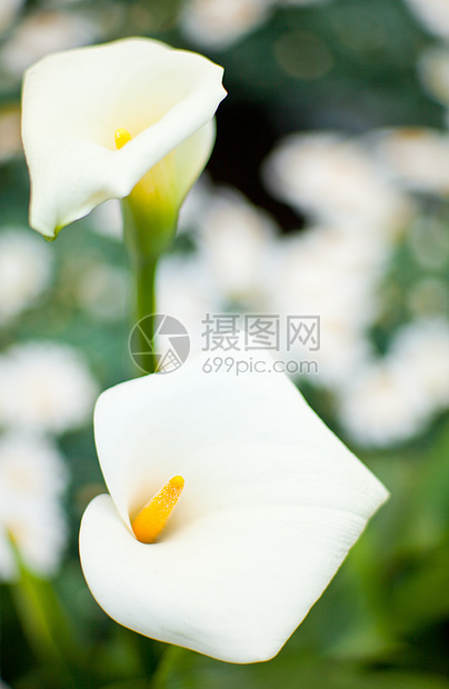 白调树叶植物群花店雌蕊白色花瓣植物花束图片
