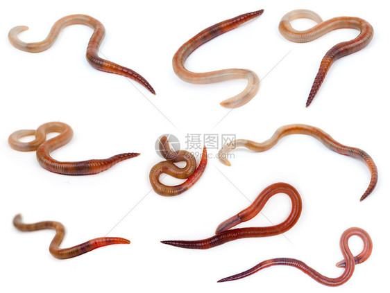 白色背景的动物蠕虫地球生活棕色蠕变片段昆虫摇摆者蚯蚓环节生物学图片