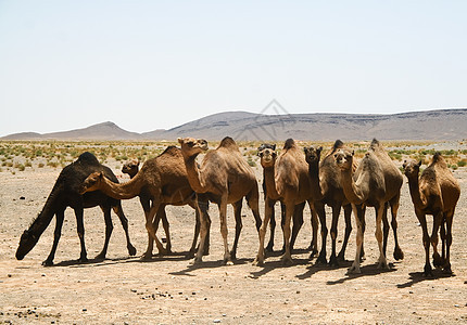 摩洛哥撒哈拉的骆驼单峰天空沙丘旅游野生动物大篷车晴天运输沙漠太阳图片