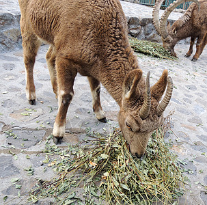 西伯利亚 Ibex in 动物园图片