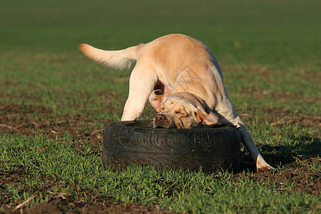 在野外玩的黄色拉布拉多玩具白色红色猎犬场地天空朋友绿色幸福宠物图片