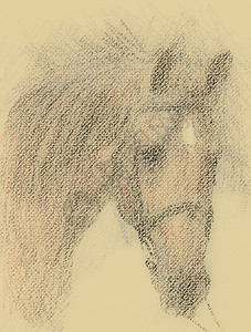 绘制马匹肖像艺术铅笔起初马脸草图插图马术创造力朋友棕色图片