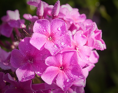 清晨的光亮中 美丽的粉色粉红色花朵覆盖着露水花瓣紫色花期养花植物生日欲望花园花束图片