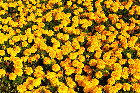 黄花 Marigold宇宙草地框架花瓣花园太阳院子种子生长植物图片