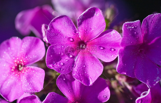 清晨的光亮中 美丽的粉色粉红色花朵覆盖着露水养花花束紫色植物生日花瓣花期蜘蛛花园欲望图片