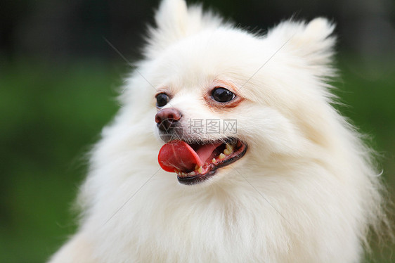 白波美尼狗粉色白色小狗训练绿色毛皮舌头玩具场地犬类图片