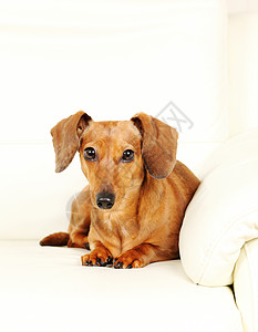 沙发上的达尚狗朋友儿子小狗宠物棕色白色幼兽食肉哺乳动物犬类图片