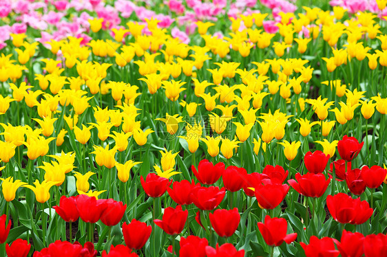 郁金花美丽花束花瓶妈妈们花瓣问候语植物群展示礼物郁金香图片