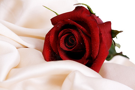 红玫瑰和白丝绸灵敏度礼物舞会财富女性化婚礼音调邀请函订婚花瓣图片